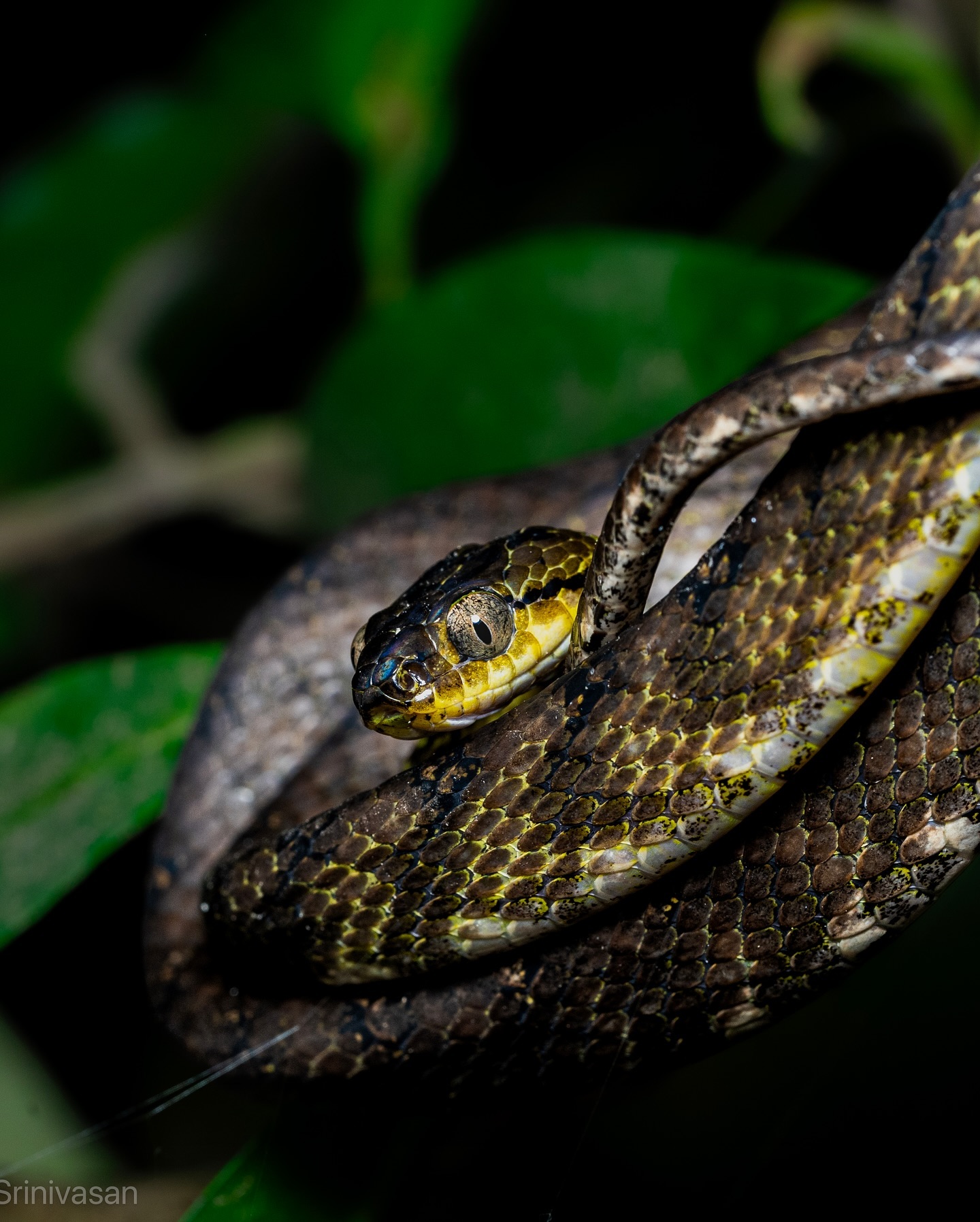 Spotted this  Brown Tree Cat Snake, blending perfectly with the forest in Madikeri ranges.  A master of camouflage, t… (2/3)