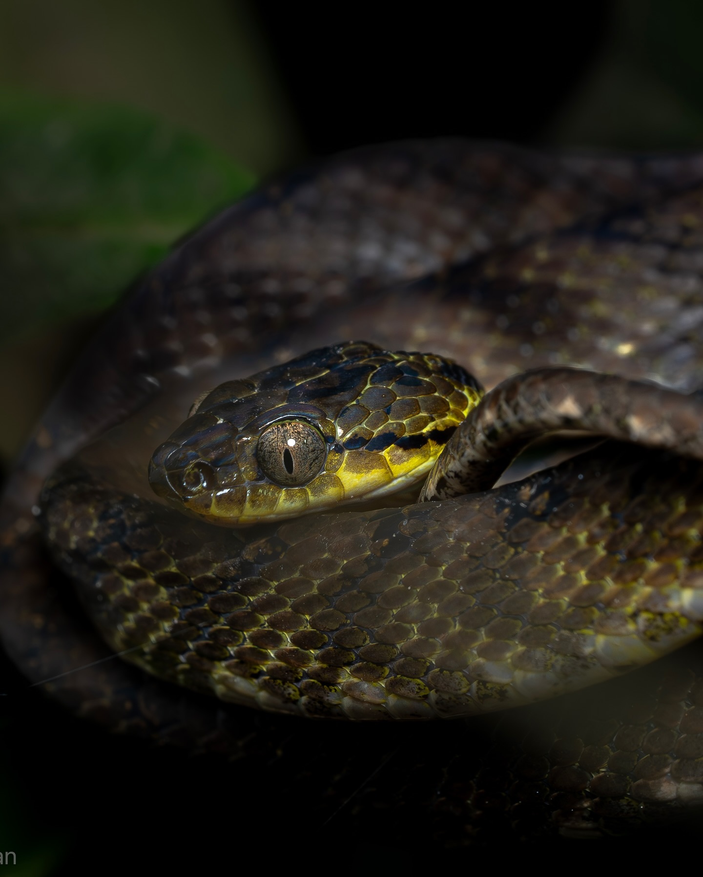 Spotted this  Brown Tree Cat Snake, blending perfectly with the forest in Madikeri ranges.  A master of camouflage, t… (3/3)