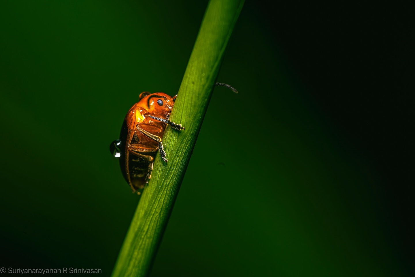 Aulacophora femoralis, a species of beetle, but this is very specfic to Wayanad range on a green background #sonya7ii…