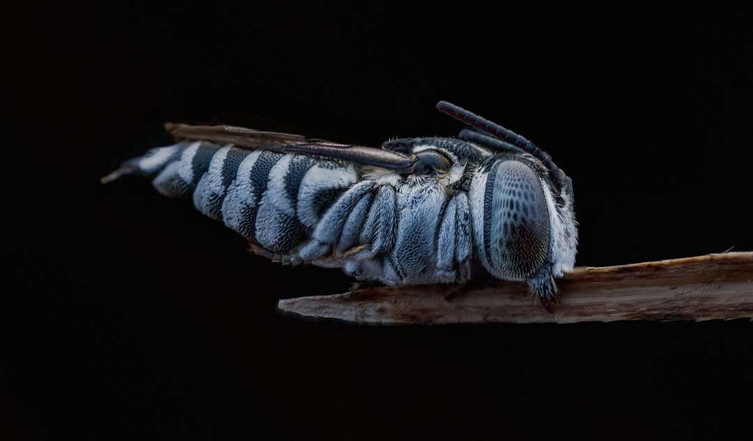 A sharp-tailed bee resting on the tip of a twig against black, Chennai (2/4)