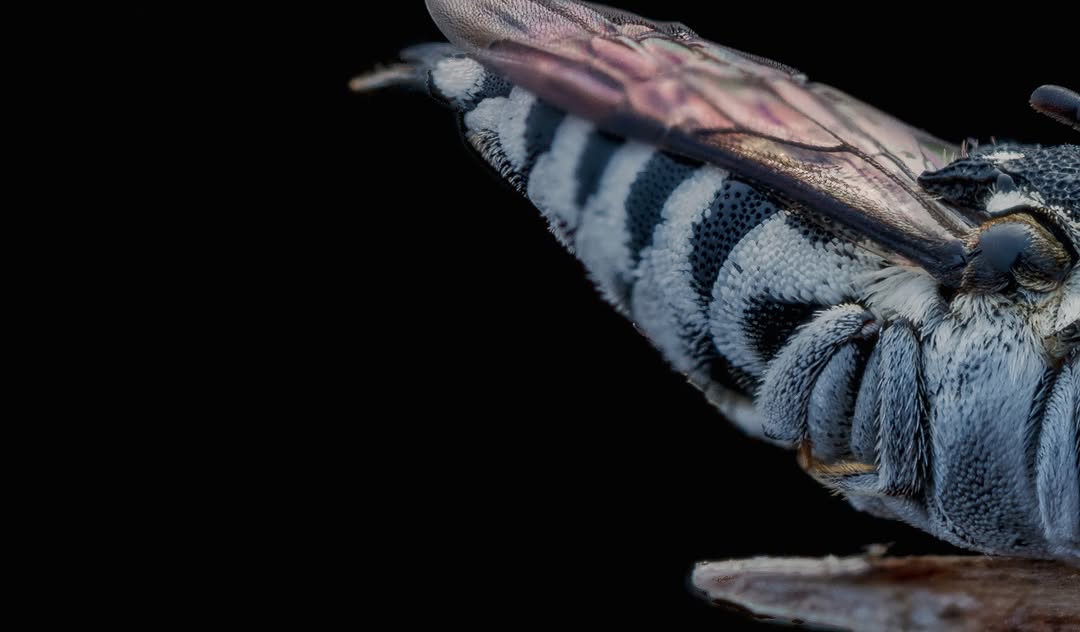 A sharp-tailed bee resting on the tip of a twig against black, Chennai (3/4)