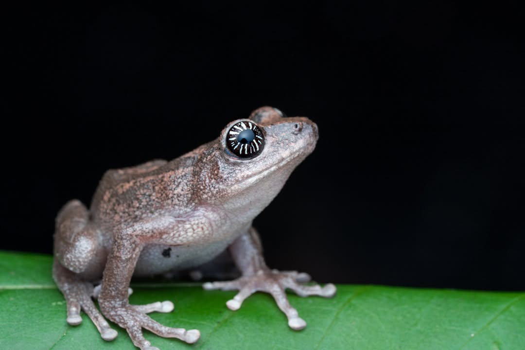 Close profile of a bush frog and its starburst-patterned eye, Western Ghats (2/4)