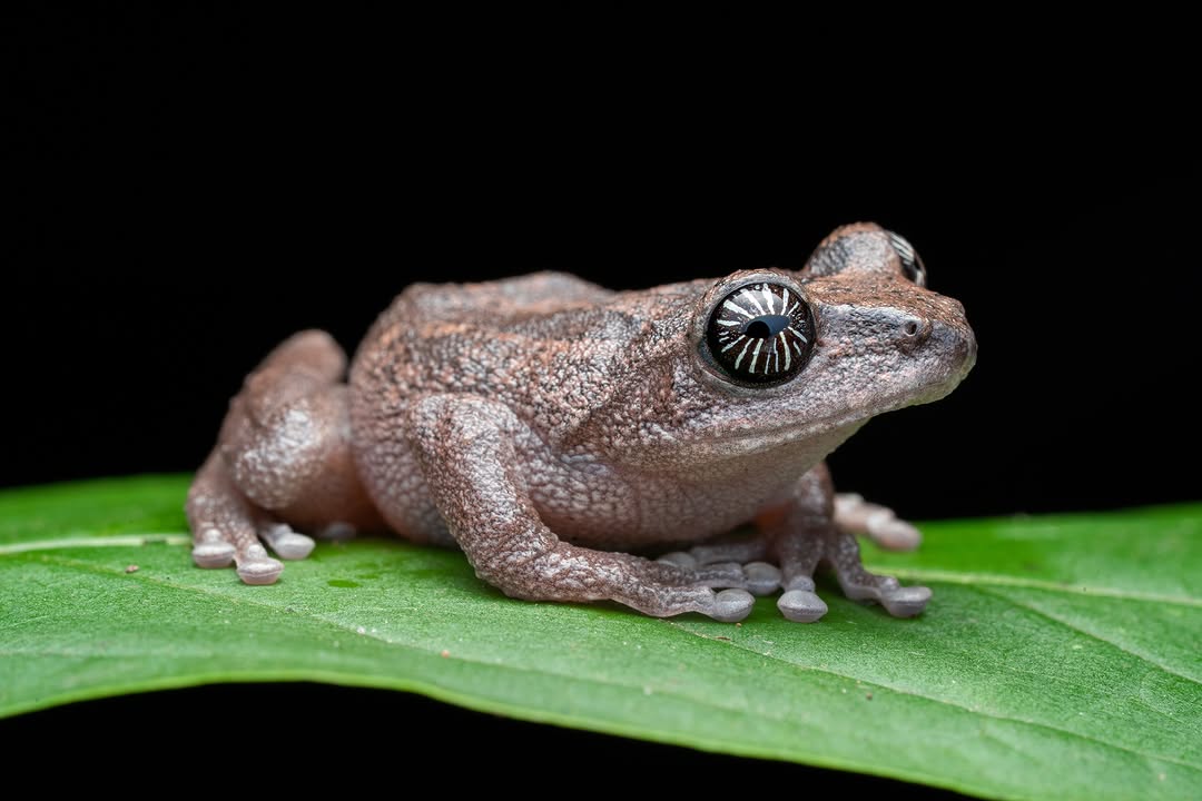 Close profile of a bush frog and its starburst-patterned eye, Western Ghats (3/4)