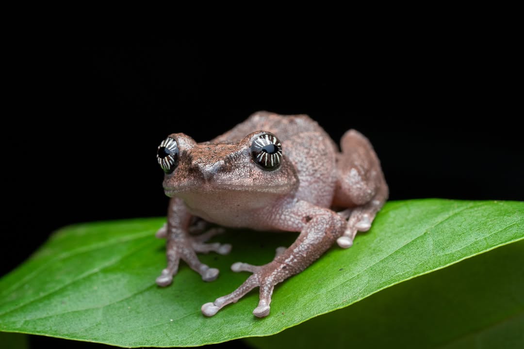 Close profile of a bush frog and its starburst-patterned eye, Western Ghats (4/4)