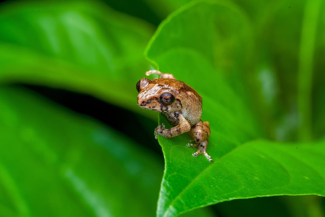 A Coonoor bush frog sitting on a green leaf at night, Western Ghats (2/3)