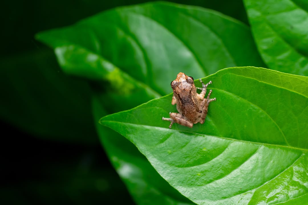 A Coonoor bush frog sitting on a green leaf at night, Western Ghats (3/3)