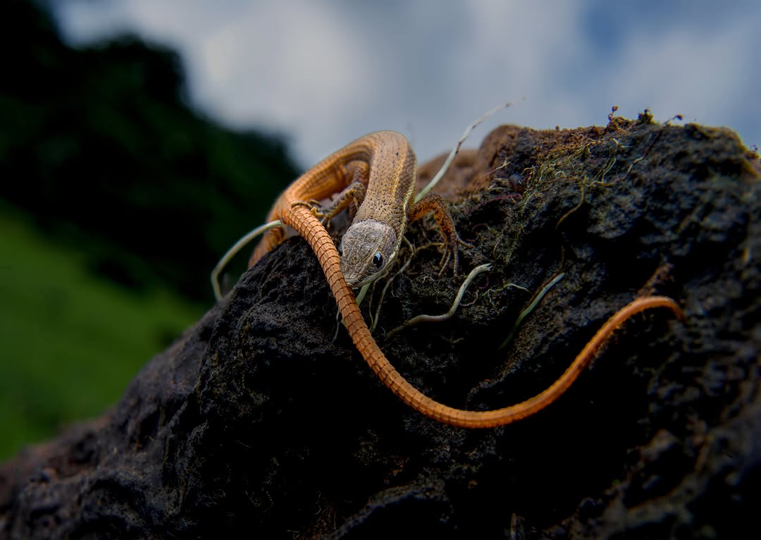 A Beddome's snake-eye lizard with a long orange tail on a dark rock, Western Ghats